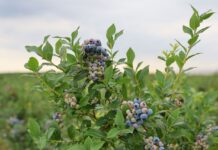 Dzięki dotacjom ukraińskie rolnictwo rozwija się czterokrotnie szybciej