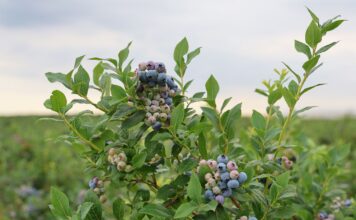 Dzięki dotacjom ukraińskie rolnictwo rozwija się czterokrotnie szybciej