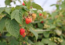 Malinowe Factory 2026. Nowe odmiany i technologie Malinowe Factory 2026