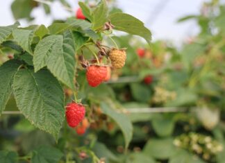 Malinowe Factory 2026. Nowe odmiany i technologie Malinowe Factory 2026