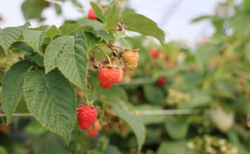 Malinowe Factory 2026. Nowe odmiany i technologie Malinowe Factory 2026