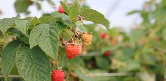 Malinowe Factory 2026. Nowe odmiany i technologie Malinowe Factory 2026