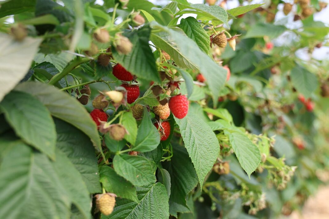 ochrona malin, szara pleśn, maliny
