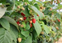 Skuteczna ochrona malin przed szarą pleśnią – strategie na różne etapy produkcji ochrona malin, szara pleśn, maliny