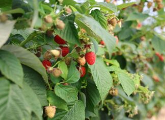 Skuteczna ochrona malin przed szarą pleśnią – strategie na różne etapy produkcji ochrona malin, szara pleśn, maliny