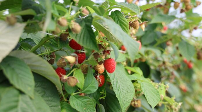 Skuteczna ochrona malin przed szarą pleśnią – strategie na różne etapy produkcji ochrona malin, szara pleśn, maliny