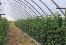 Jak utrzymać kondycję gleby w uprawie malin w monokulturze? kondycja gleby a uprawa malin w monokulturze