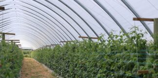 Jak utrzymać kondycję gleby w uprawie malin w monokulturze? kondycja gleby a uprawa malin w monokulturze