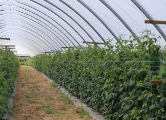 Jak utrzymać kondycję gleby w uprawie malin w monokulturze? kondycja gleby a uprawa malin w monokulturze