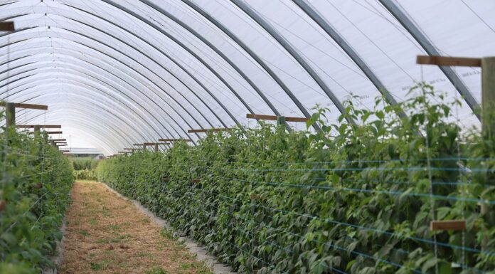 Jak utrzymać kondycję gleby w uprawie malin w monokulturze? kondycja gleby a uprawa malin w monokulturze