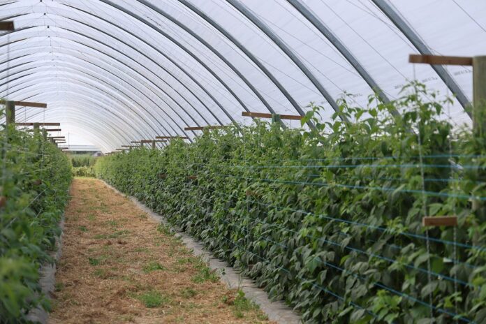 8K9A0735_08_11_2025 kondycja gleby a uprawa malin w monokulturze