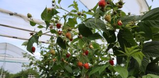 Sytuacja na światowym rynku malin przegląd światowego rynku malin, maliny, rynek