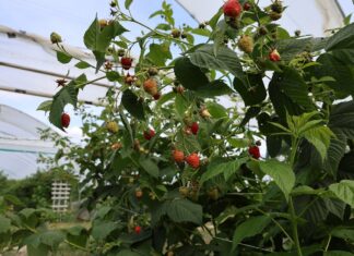 Sytuacja na światowym rynku malin przegląd światowego rynku malin, maliny, rynek