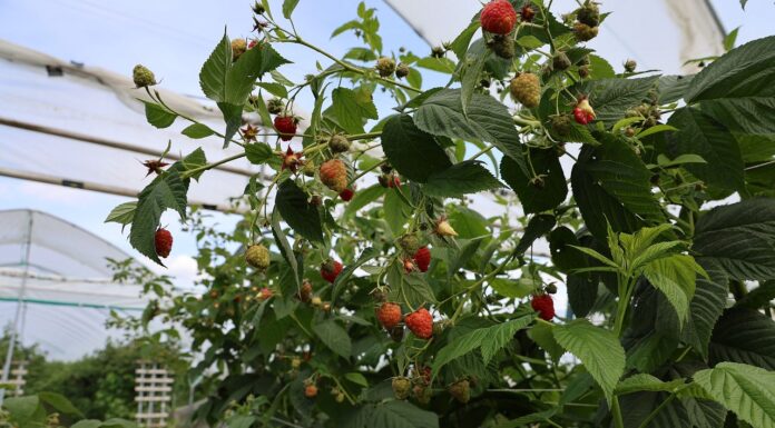 Sytuacja na światowym rynku malin przegląd światowego rynku malin, maliny, rynek