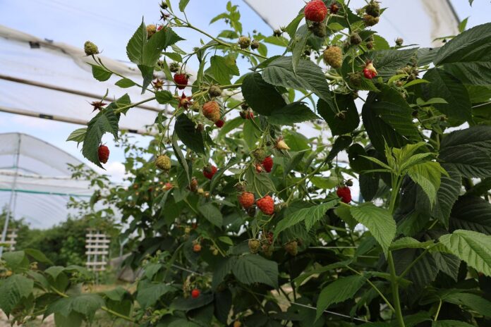 przegląd światowego rynku malin, maliny, rynek