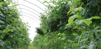 Maliny w glebie i bez pozostałości– te czynniki decydują o sukcesie maliny ekologiczne