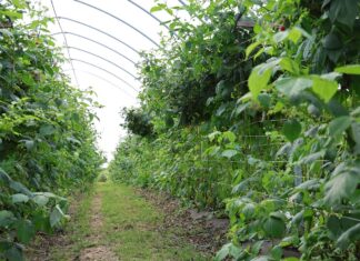 Maliny w glebie i bez pozostałości– te czynniki decydują o sukcesie maliny ekologiczne