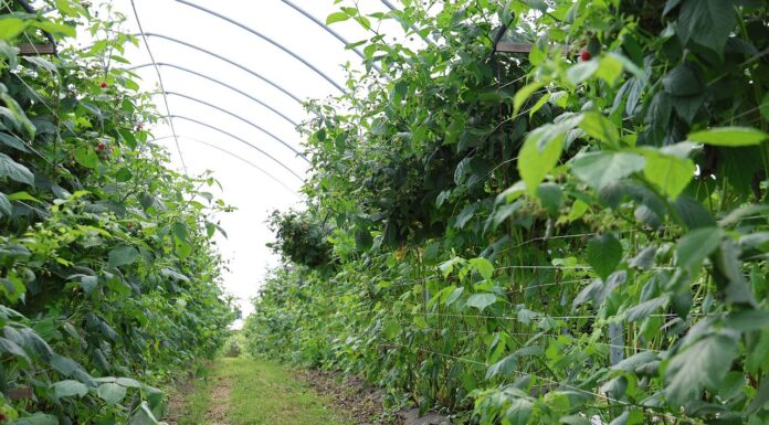 Maliny w glebie i bez pozostałości– te czynniki decydują o sukcesie maliny ekologiczne