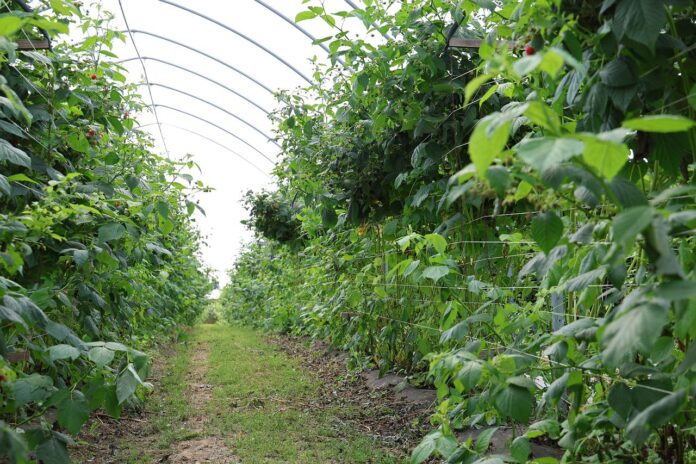 8K9A0753_08_11_2025 maliny ekologiczne