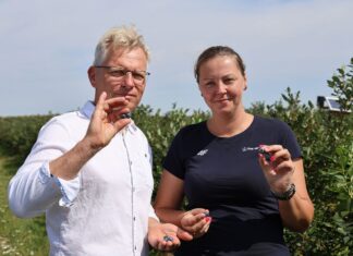 Dobry moment na wsparcie borówek przed zimą. Budujemy plon na kolejny sezon