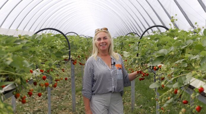 Skuteczna biologia w trudnym sezonie 2025. Plantacja Doroty Schewior