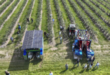 Testy kombajnów do zbioru borówki w Parczewie: FineField kontra JPS Jagoda