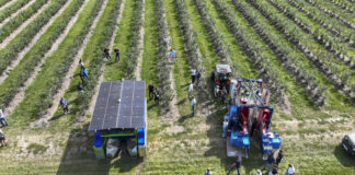 Testy kombajnów do zbioru borówki w Parczewie: FineField kontra JPS Jagoda