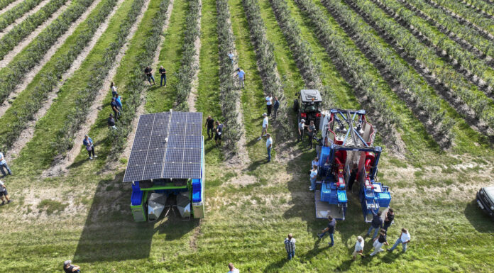 Testy kombajnów do zbioru borówki w Parczewie: FineField kontra JPS Jagoda