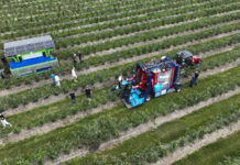 FineField kontra Jagoda JPS – dwa oblicza mechanicznego zbioru borówki