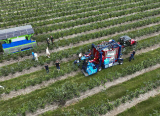 FineField kontra Jagoda JPS – dwa oblicza mechanicznego zbioru borówki