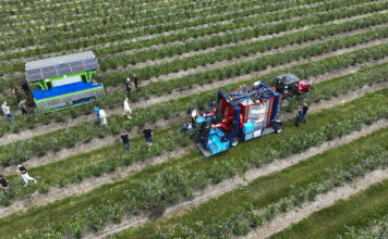 FineField kontra Jagoda JPS – dwa oblicza mechanicznego zbioru borówki