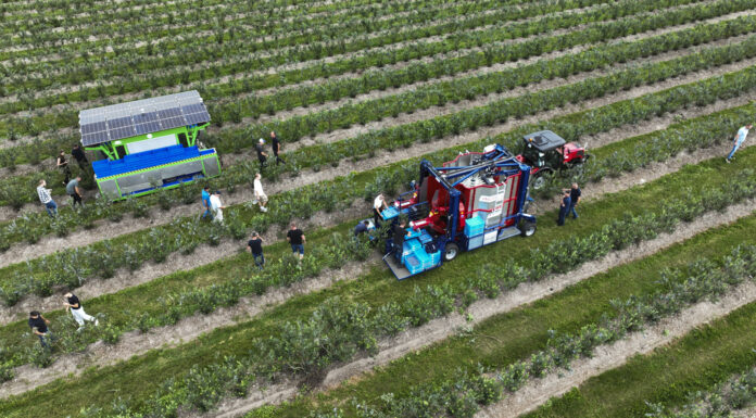 FineField kontra Jagoda JPS – dwa oblicza mechanicznego zbioru borówki