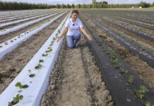 Folia czy agrowłóknina, biała czy czarna? Kolejne wyzwania w Truskawkowych Inspiracjach