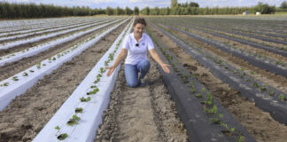 Folia czy agrowłóknina, biała czy czarna? Kolejne wyzwania w Truskawkowych Inspiracjach