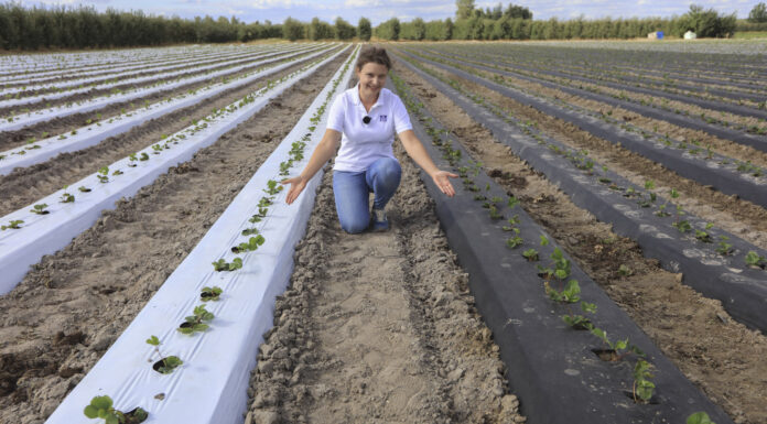 Folia czy agrowłóknina, biała czy czarna? Kolejne wyzwania w Truskawkowych Inspiracjach