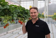 Limore One – pierwsza komercyjna hybrydowa odmiana truskawki powtarzającej owocowanie