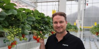 Limore One – pierwsza komercyjna hybrydowa odmiana truskawki powtarzającej owocowanie