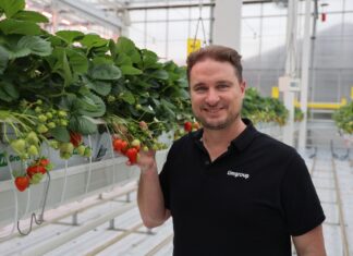 Limore One – pierwsza komercyjna hybrydowa odmiana truskawki powtarzającej owocowanie