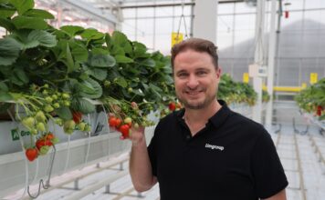 Limore One – pierwsza komercyjna hybrydowa odmiana truskawki powtarzającej owocowanie