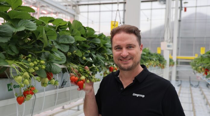 Limore One – pierwsza komercyjna hybrydowa odmiana truskawki powtarzającej owocowanie