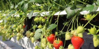 Nowoczesna hodowla truskawek w Fresh Forward – nowe odmiany i zaawansowane technologie