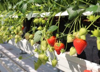 Nowoczesna hodowla truskawek w Fresh Forward – nowe odmiany i zaawansowane technologie