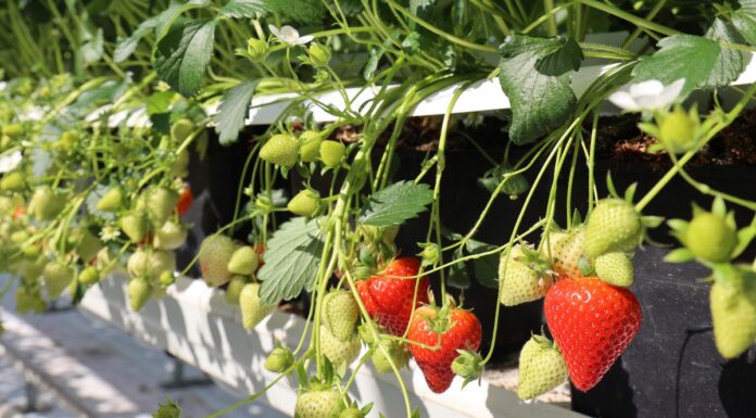 Nowoczesna hodowla truskawek w Fresh Forward – nowe odmiany i zaawansowane technologie