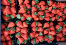 Globalny handel truskawkami: dynamiczny wzrost
