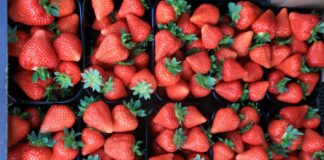 Globalny handel truskawkami: dynamiczny wzrost