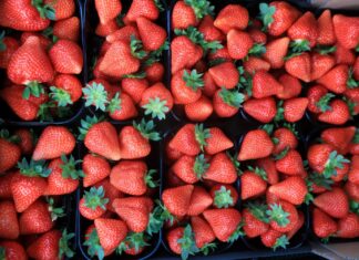 Globalny handel truskawkami: dynamiczny wzrost
