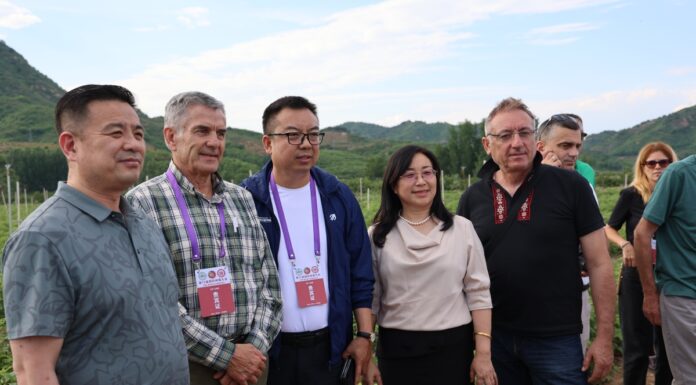 Maliny przemysłowe – kondycja światowego rynku na dzień 26 sierpnia 2025 roku