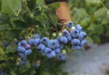 O takim plonie borówek wielu może pomarzyć. Oto najnowsze dane z Maroko