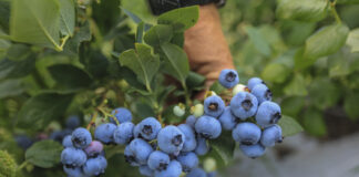 O takim plonie borówek wielu może pomarzyć. Oto najnowsze dane z Maroko