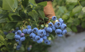 O takim plonie borówek wielu może pomarzyć. Oto najnowsze dane z Maroko